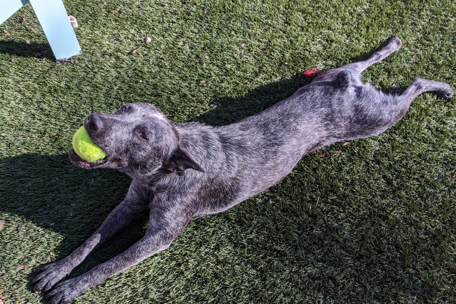 Dog with ball in mouth